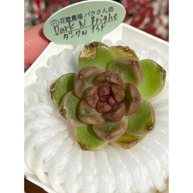 多肉植物 韓国苗 パクさん苗 ꫛꫀꪝ✧‧˚ダークＮブライト