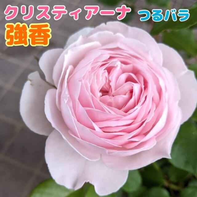 クリスティアーナ　強香★つるバラ★香り薔薇★四季咲き★強健★★薔薇★白バラ ハンドメイドのフラワー/ガーデン(その他)の商品写真