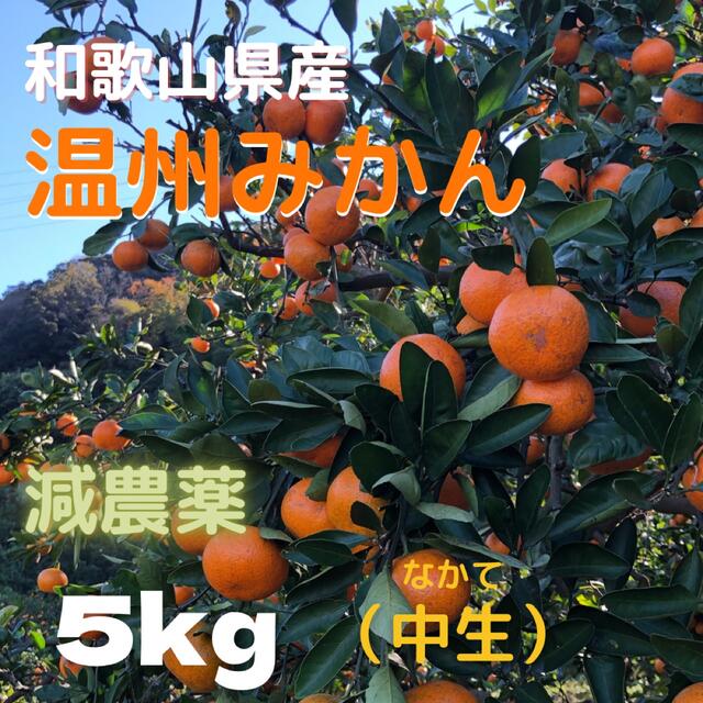 みかん 減農薬 5kg  中生みかん 和歌山県産 食品/飲料/酒の食品(フルーツ)の商品写真