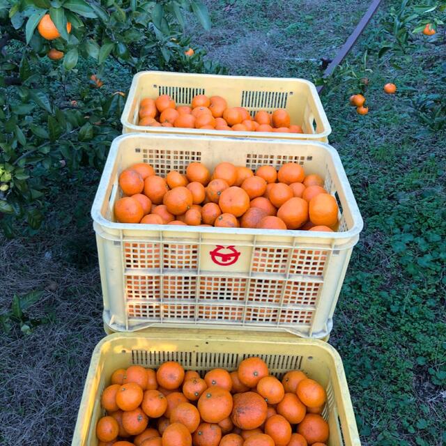 みかん 減農薬 5kg  中生みかん 和歌山県産 食品/飲料/酒の食品(フルーツ)の商品写真