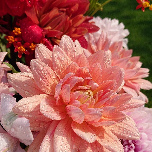 dinos(ディノス)のりょうたんママ様 専用 ダーマコレクション 花柄ワンピース 13号 レディースのワンピース(ひざ丈ワンピース)の商品写真