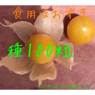 食用 ほおずき　種100粒以上 ホオズキ (フルーツ)