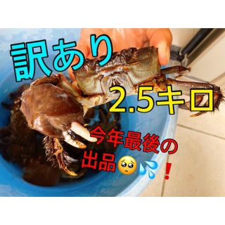 訳あり　モクズガニ　2.5キロ(魚介)