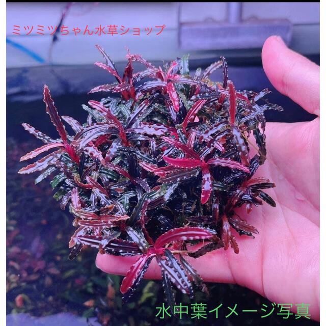 水草 ブセファランドラ sp ダークキャサリン 大サイズ5株の通販 by 水草 ブセファランドラ sp ダークキャサリン 大サイズ5株の通販 by