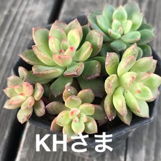 KHさま専用エメラルドリップル　根付き抜き苗多肉植物(その他)