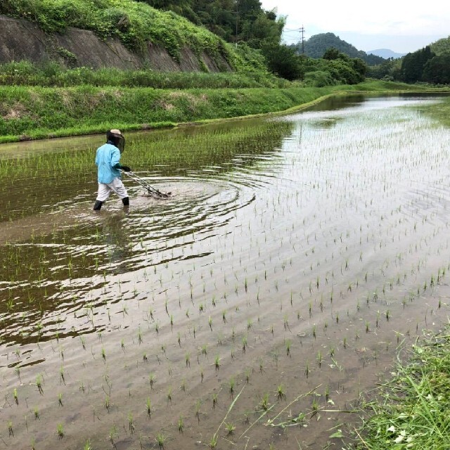 令和３年産新米と九州とれたて野菜セット 食品/飲料/酒の食品(米/穀物)の商品写真