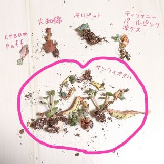 訳あり破格  発芽発根済み葉挿し まとめ レア・高額品種入り 多肉植物(その他)