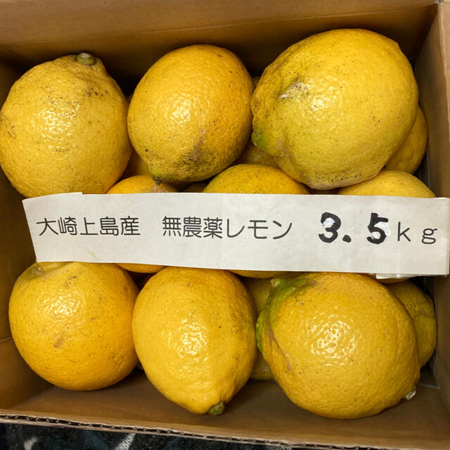 福袋　広島県大崎上島産無農薬レモン3.5kg 食品/飲料/酒の食品(フルーツ)の商品写真