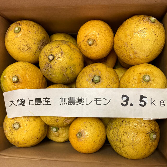 広島県大崎上島産無農薬レモン3.5kg 食品/飲料/酒の食品(フルーツ)の商品写真