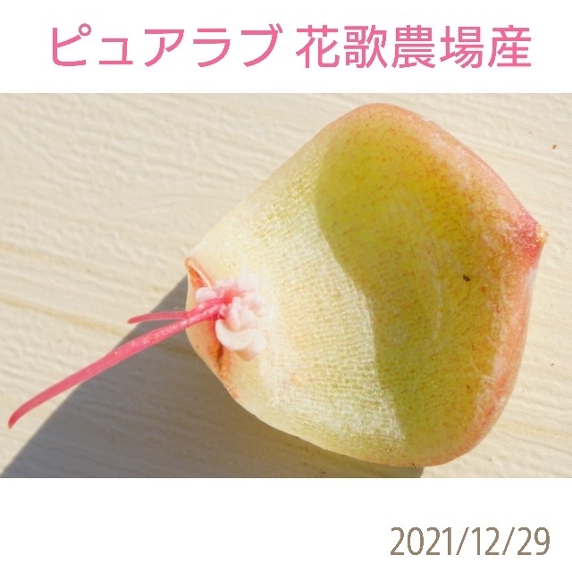 ピュアラブ 葉挿し 花歌農場産  多肉植物 韓国苗その他