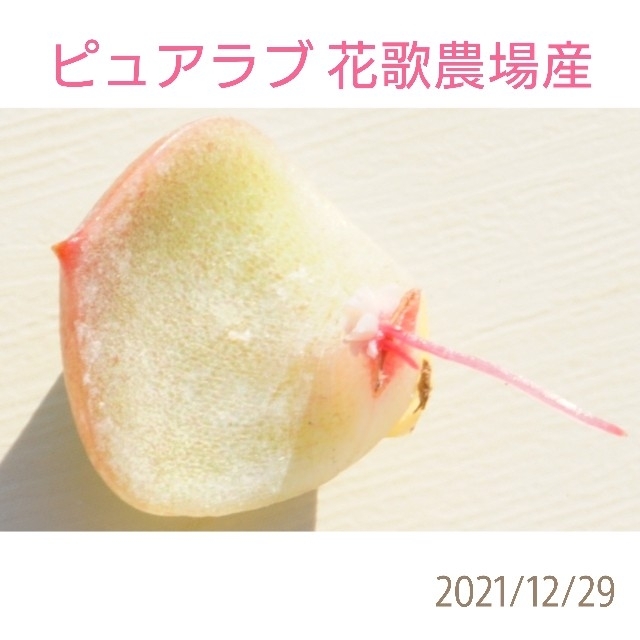 ピュアラブ 葉挿し 花歌農場産 多肉植物 韓国苗