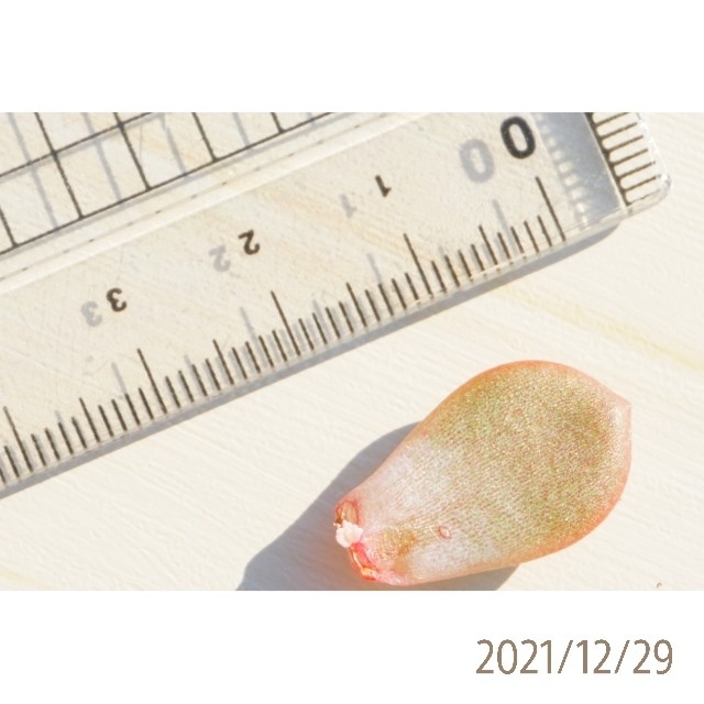トロムソ 葉挿し 発芽済み! 多肉植物 韓国苗