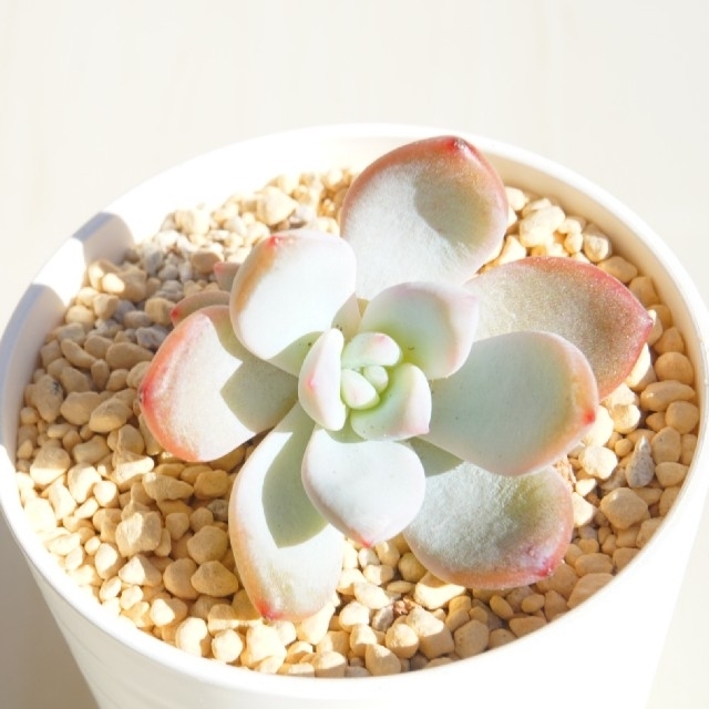 トロムソ 葉挿し 発芽済み! 多肉植物 韓国苗