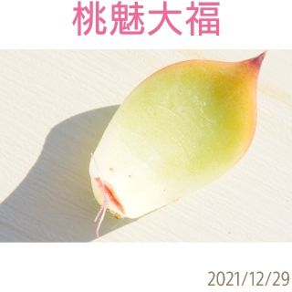 桃魅大福 葉挿し 発根済み！ 多肉植物(その他)