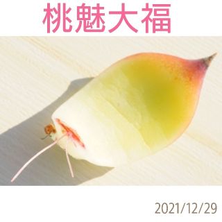 桃魅大福 葉挿し 発根済み！ 多肉植物(その他)