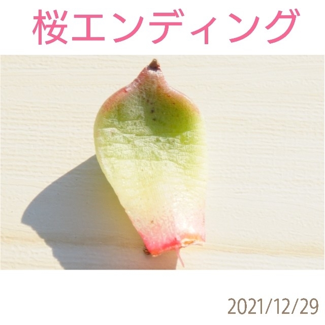 桜エンディング 葉挿し 発根済み！ 多肉植物フラワー/ガーデン