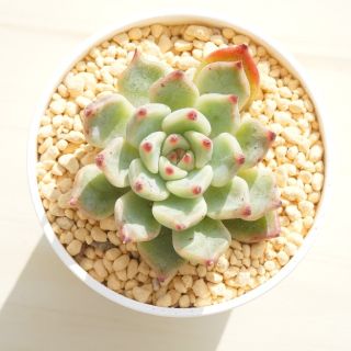 シャネルココ 葉挿し 発根済み！ 多肉植物