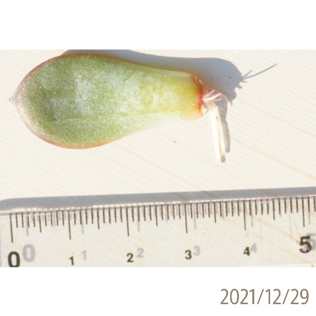 ブラックサバス 葉挿し 発根済み！ 多肉植物 ハンドメイドのフラワー/ガーデン(その他)の商品写真