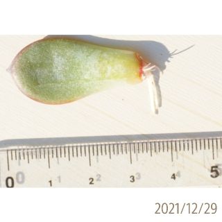 ブラックサバス 葉挿し 発根済み！ 多肉植物