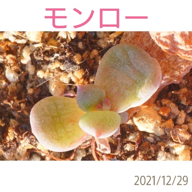 モンロー 葉挿し 発根済み！ １枚 多肉植物