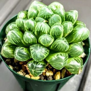 ハオルチア　多肉植物　おうち時間(リース)