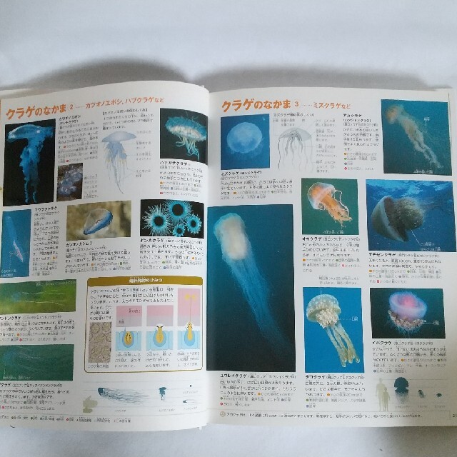 小学館(ショウガクカン)の水の生物 エンタメ/ホビーの本(絵本/児童書)の商品写真