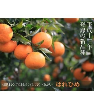 A☻☻様ご専用☆熊本県産はれひめ7キロ(訳あり)(フルーツ)