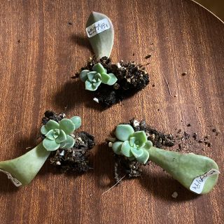 多肉植物　ピンクプリティー葉挿し発根済み×3(その他)