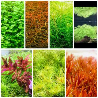 水草セット　7種類 水中葉　無農薬　無害虫(アクアリウム)