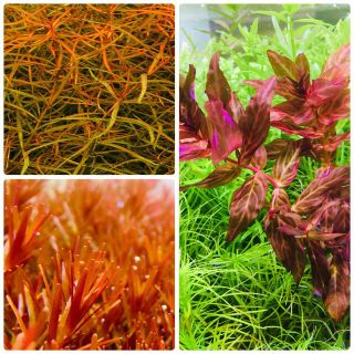 水草セット　水中葉　無農薬　無害虫(アクアリウム)