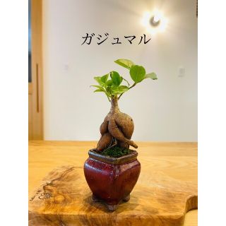 ガジュマルのミニ盆栽　苔玉　観葉植物(その他)