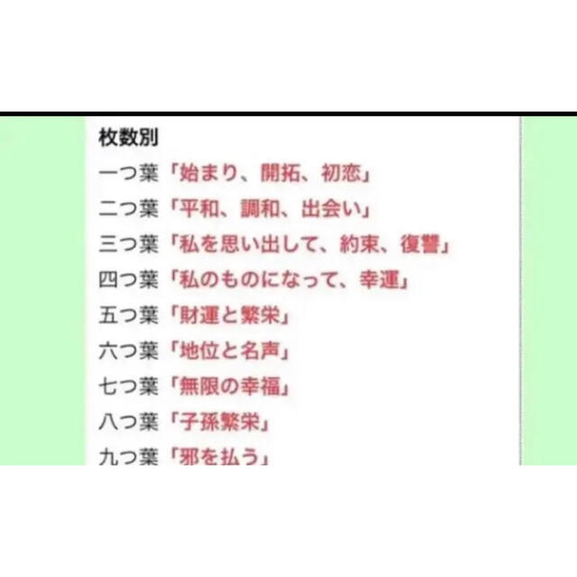 決算特価 送料無料 五つ葉クローバー 押し花枚 豪華