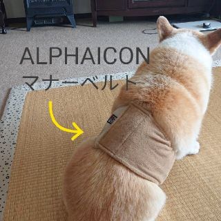 お値下げ!!【ALPHAICON】犬 マナーベルト(犬)