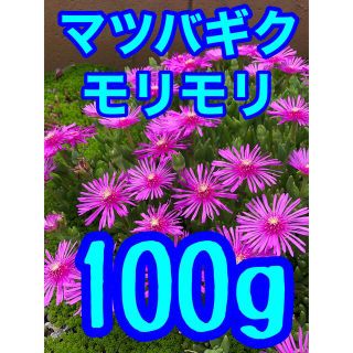 多肉植物　マツバギク　カット苗100g  即購入歓迎(その他)