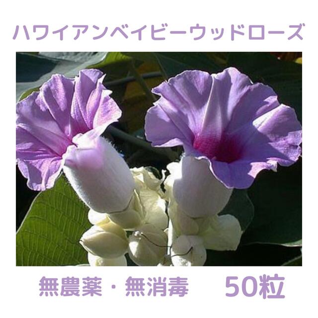 【無農薬・無消毒】ハワイアンベイビーウッドローズ（オオバアサガオ）の種 50粒Argyreianervosa
