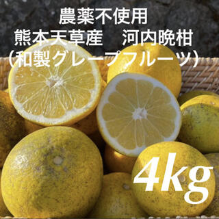 農薬不使用　落下　河内晩柑　（和製グレープフルーツ）4kg 熊本天草産(フルーツ)