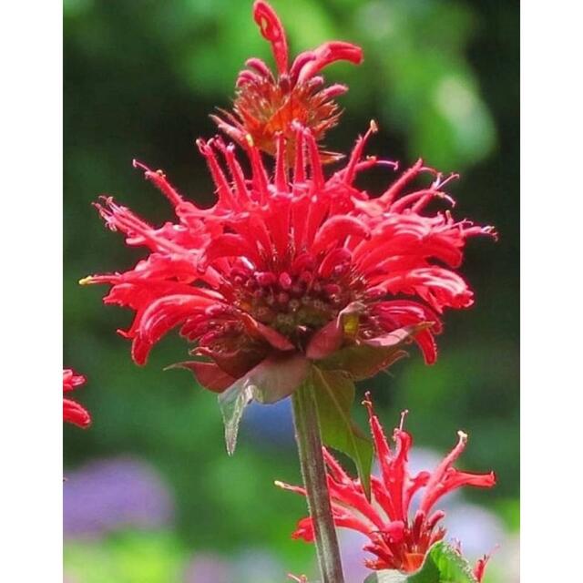 大人気♪✮ 夏の花壇を彩る花❀鮮明な赤い花が魅力のベルガモットモナルダ⭐︎ ハンドメイドのフラワー/ガーデン(プランター)の商品写真