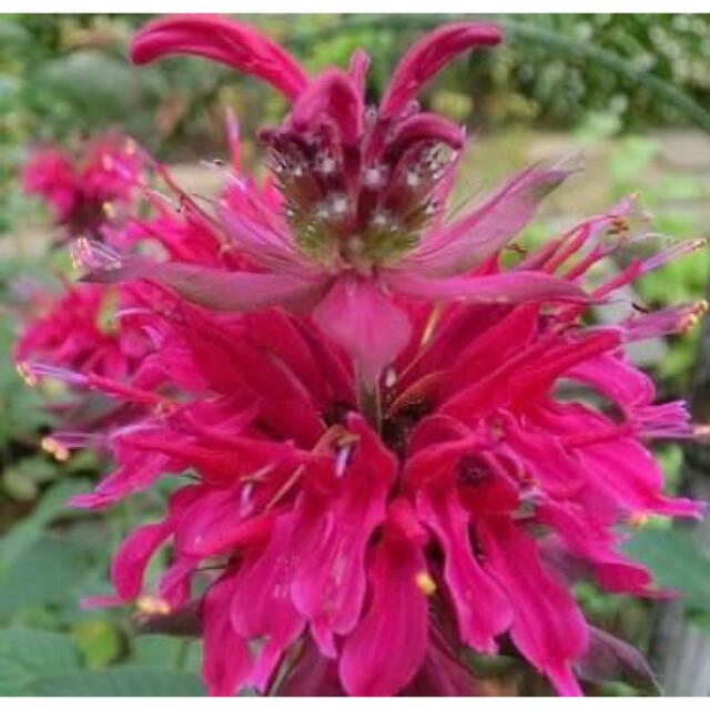 大人気♪✮ 夏の花壇を彩る花❀鮮明な赤い花が魅力のベルガモットモナルダ⭐︎ ハンドメイドのフラワー/ガーデン(プランター)の商品写真