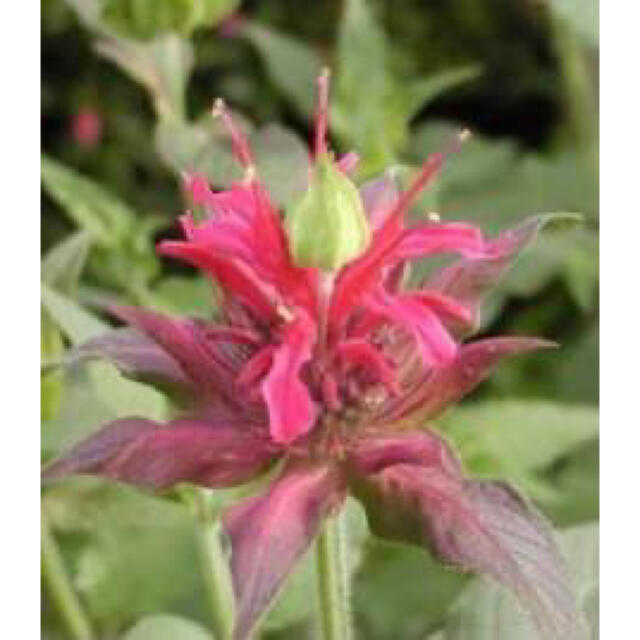 大人気♪✮ 夏の花壇を彩る花❀鮮明な赤い花が魅力のベルガモットモナルダ⭐︎ ハンドメイドのフラワー/ガーデン(プランター)の商品写真