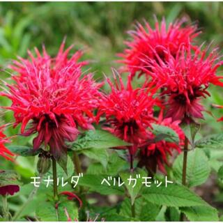 大人気♪✮ 夏の花壇を彩る花❀鮮明な赤い花が魅力のベルガモットモナルダ⭐︎(プランター)