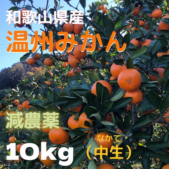 みかん 減農薬 10kg  中生みかん 和歌山県産 食品/飲料/酒の食品(フルーツ)の商品写真