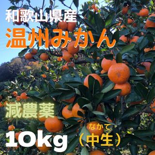 みかん 減農薬 10kg  中生みかん 和歌山県産(フルーツ)