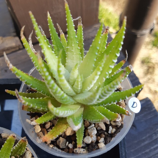多肉植物⭐白蝶⭐抜き苗1株-eastgate.mk
