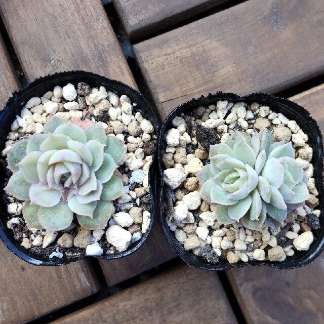 Mii様専用オウンスロー　2苗、ブルーサプライズ ハンドメイドのフラワー/ガーデン(その他)の商品写真