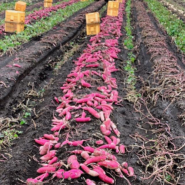 大箱セール　農家直送　紅はるかせっこう　箱込み5kg