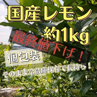 〈最終値下げ〉国産レモン　約1kg  8〜10個　送料込 (フルーツ)