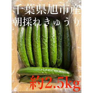 新鮮！朝採れきゅうり 2.5kg 千葉県旭市産(野菜)