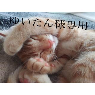 ロイヤルカナン(ROYAL CANIN)のゆいたん様専用　愛用おやつサプリセット(猫)