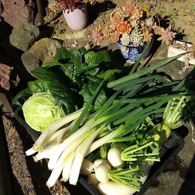 新鮮野菜【畑から直送便】80サイズ乾燥野菜のセット 食品/飲料/酒の食品(野菜)の商品写真