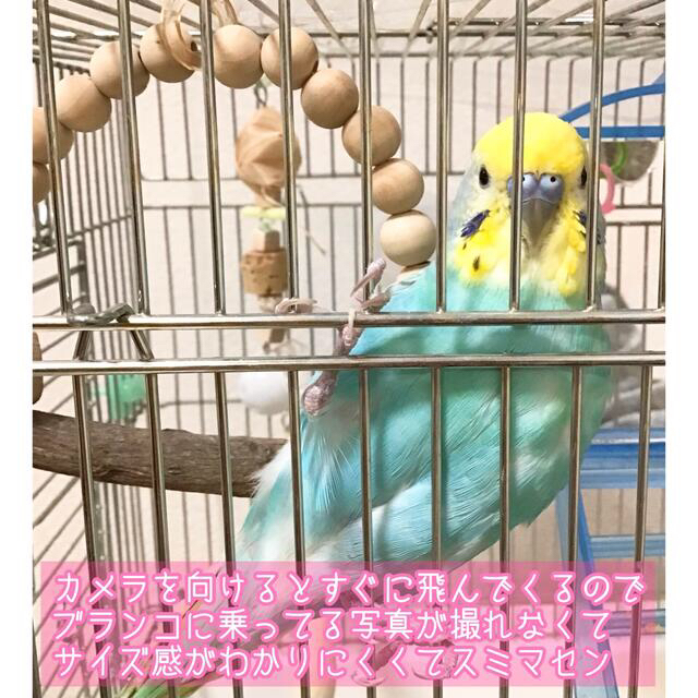 小鳥ブランコ★インコ★文鳥★おもちゃ★バードトイ★止まり木★パーチ★アスレチック ハンドメイドのペット(おもちゃ/ペット小物)の商品写真